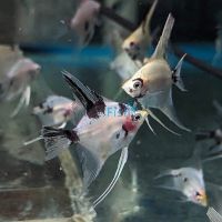 Red Devil Angelfish 4.5cm - Juvenile