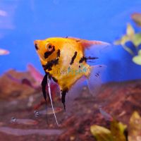 German Red Devil Angelfish 4.5cm