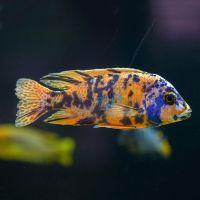 Orange Blotch - Zebra OB 4cm