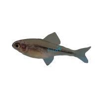 Red Scarlet Kogal Tetra 2cm