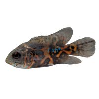 Red Tiger Oscar – Leopard 5cm