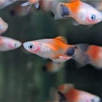 Red Top White Moon Platy 4cm