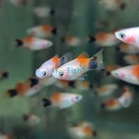 Red Top White Moon Platy 4cm