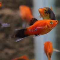 Red Wagtail Platy 4cm