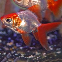 Ryukin Red & White 7cm 