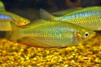 Ridler Creek Rainbow 5cm