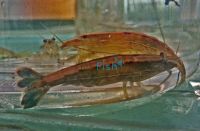 Riffle Shrimp 5cm