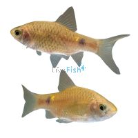 Rosy Barb 2cm