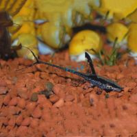 Royal Whiptail Catfish 5cm