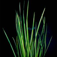 Rush - Variegated (1 Piece)