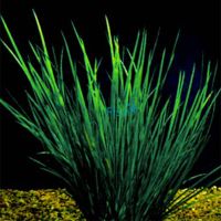 Dwarf Green Rush Bunch 