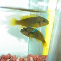 Rusty Cichlid 4cm