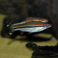 Red Line Torpedo Barb 4cm