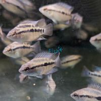 Cichlasoma Salvini 5cm