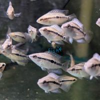 Salvini Super Red Cichlid - Rio 3.5cm