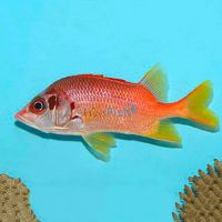 Tail-Spot Squirrelfish - Large