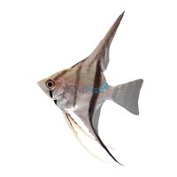 Scalare Angelfish Colombia - Wild Caught 4.5cm