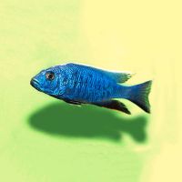 Electric Blue 3.5cm