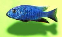 Electric Blue 10cm