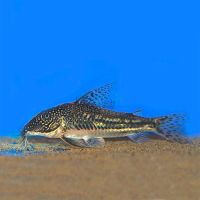 Barbatatus Corydoras 3cm