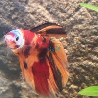 Select Betta HM Candy-Galaxy 4cm