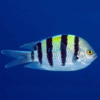 Sergeant Major Damselfish - Large