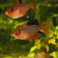 Serpae Tetra Longfin 3cm 