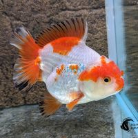 Short Tail Oranda 9cm