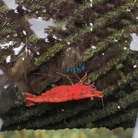 10x Fire Red Shrimp