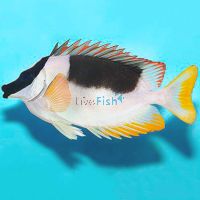 Magnificent Rabbitfish - Medium