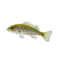 Silver Perch 4cm