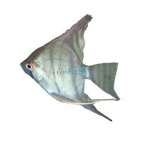 Silver Angelfish 4.5cm