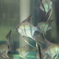 Silver Angelfish 4.5cm
