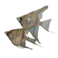 Silver Blue Angel Fish 4.5cm