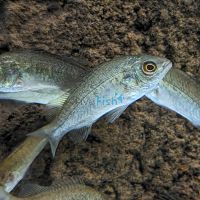 Silver Perch 7cm