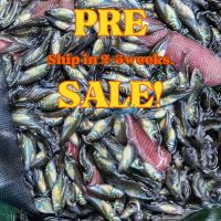 250x Silver Perch 4-5cm