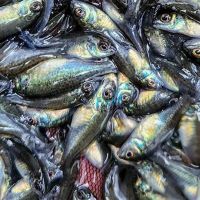 24x Silver Perch 4-5cm