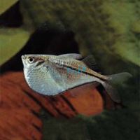 Silver Hatchet Fish 3cm 