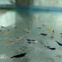 Skittle Mix Shrimp 2cm