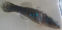 Sleepy Cod 5cm