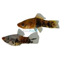 Snake Koi Swordtail 4cm