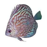 Solid Red Pigeon Discus 7cm