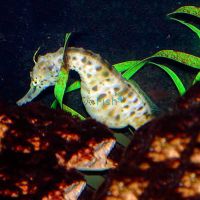 Southern Knight Seahorse 10cm