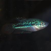 Sparkling Gourami 2cm