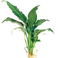 Spathiphyllum - Small (Piece Plant)