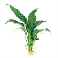 Spathiphyllum - Large (Piece Plant)