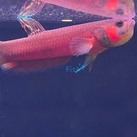 Pair Betta Brunei Beauty - Wild Caught 7cm