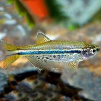 Spotted Danio 2.5cm