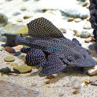 Spotted Sailfin Plecostomus 8cm