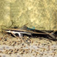 Long Nose Whiptail 5cm